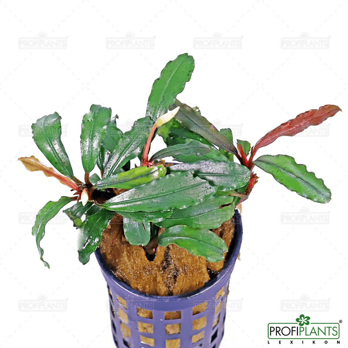 Bucephalandra sp. 'Apollo' | Profiplants Lexikon