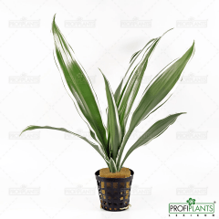 Dracaena sanderiana 'White'