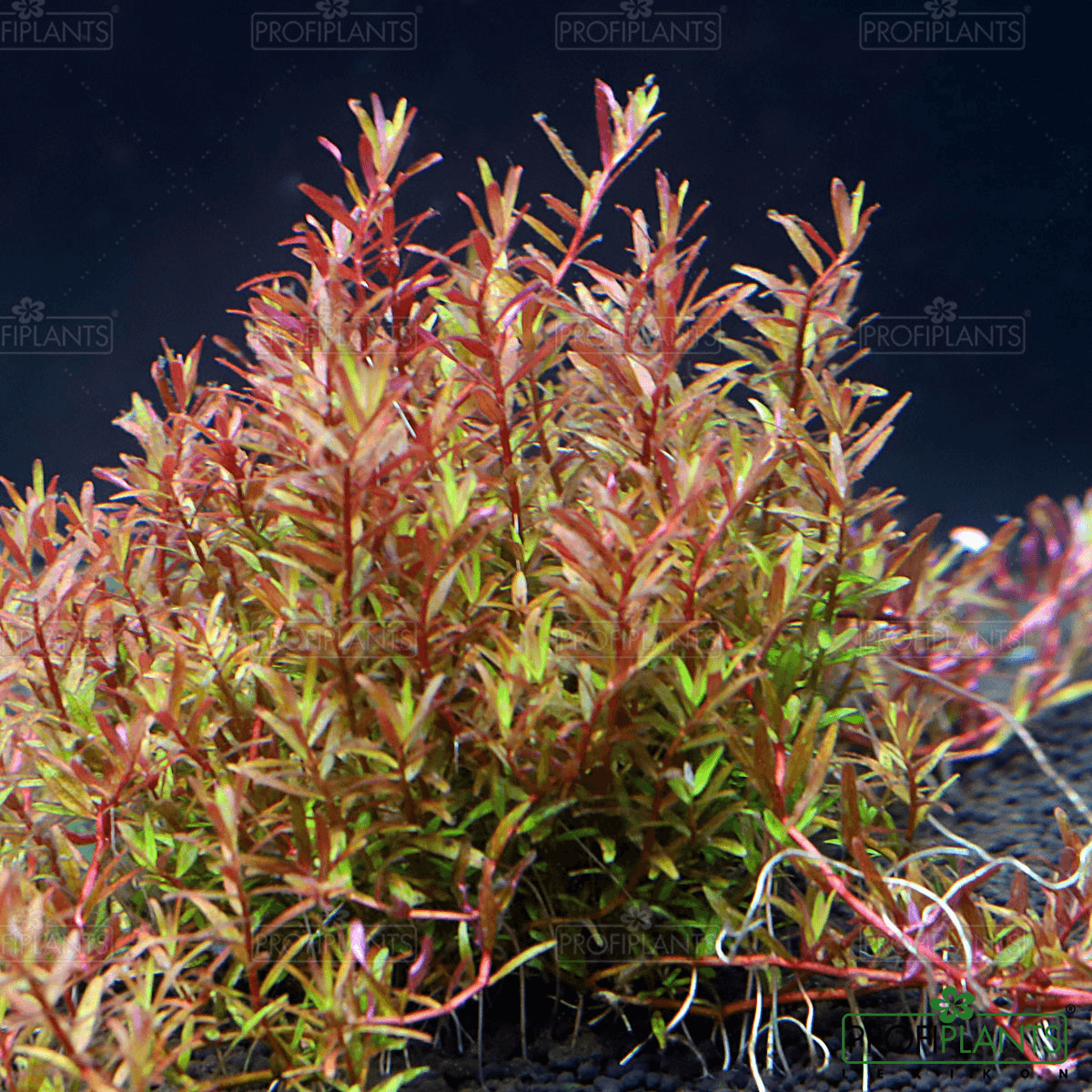 Rotala rotundifolia 'Colorata' | Profiplants Lexikon